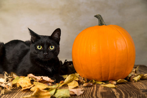 black cat sat next to a pumpkin
