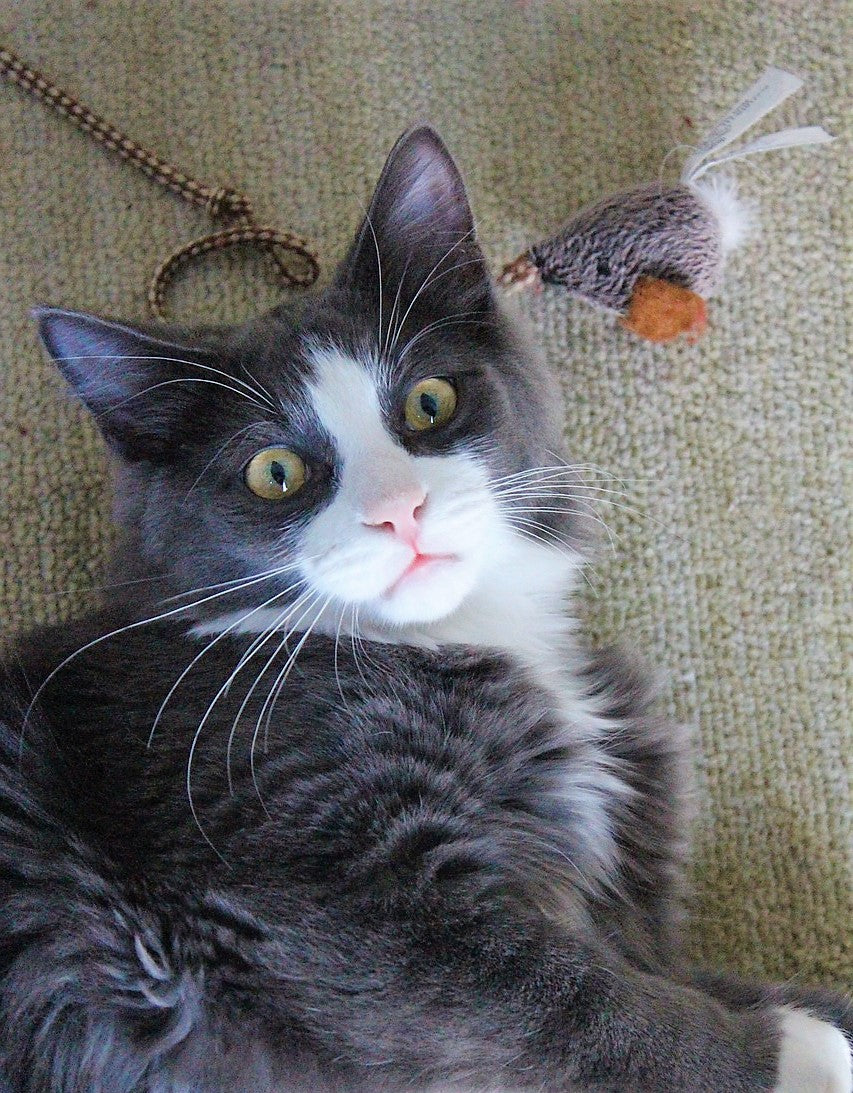 Why Cat Meows Yowling While Carrying Toy In Its Mouth Lazy Pets Shop