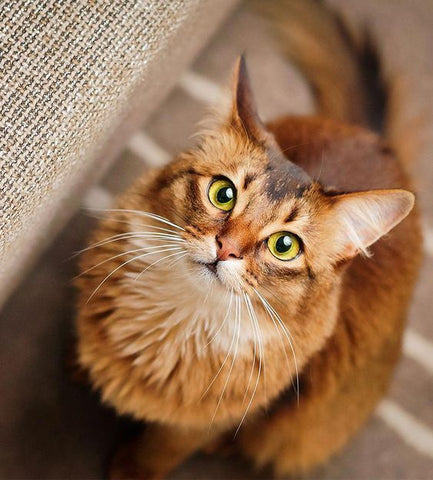 Somali cat