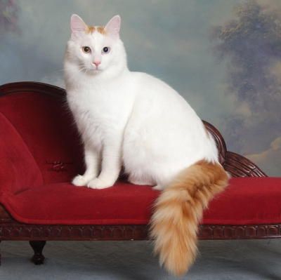 Turkish Van cat