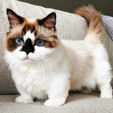 Munchkin cat