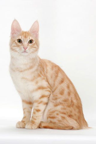 turkish shorthair cat