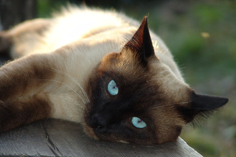 siamese cat