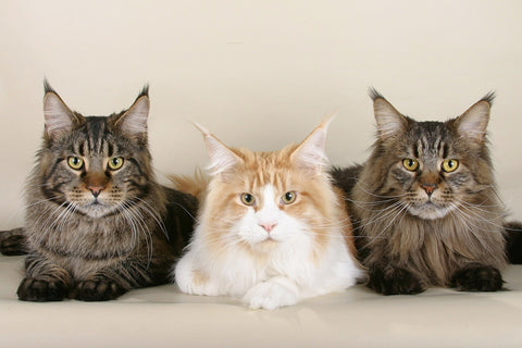 maine coon