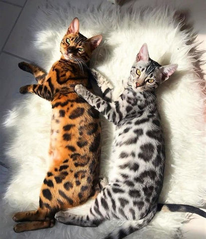 bengal cats