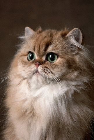 persian cat