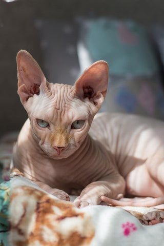 Sphynx cat