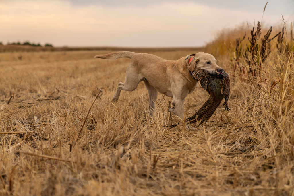 is pheasant ok for dogs