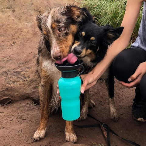 two dogs drinking out of dog water bottle