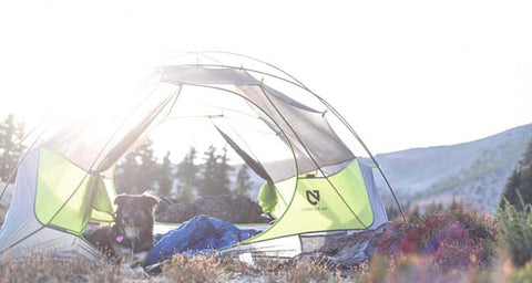 dog camping in tent
