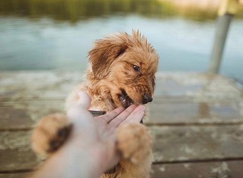 Puppy biting hand