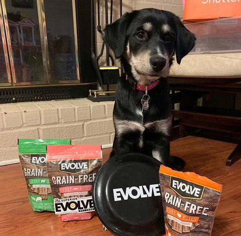 dog posing with evolve products