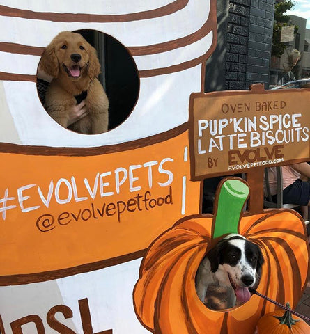 Dogs by pumpkin cutouts 