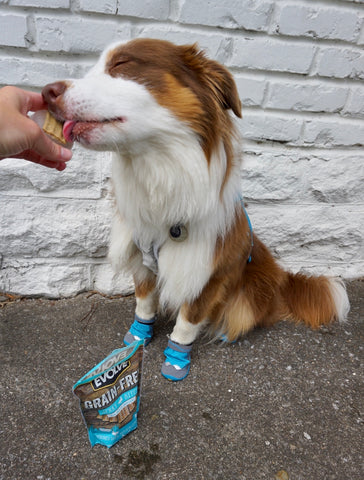Pup eating Evolve ice treat