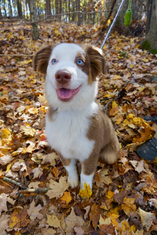 Dog near fall leaves 