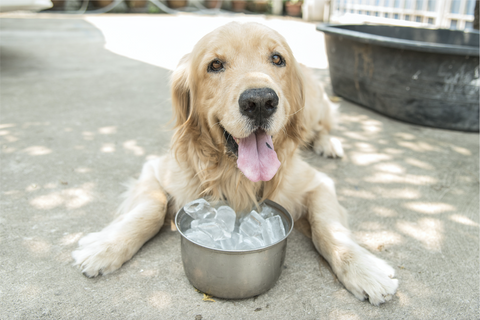 dog laying on ground with bowl of ice