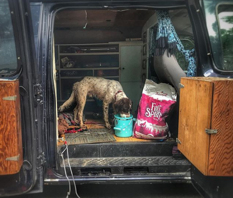 Dog eating Triumph Pet Food in van