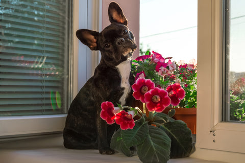 pup and pink flowers