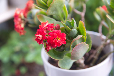 Kalanchoe