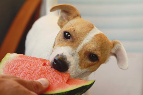 Dog eating watermelon