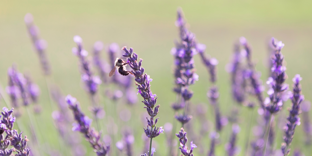 3 Ways Lavender and Lavandin Can Transform Your Daily Life