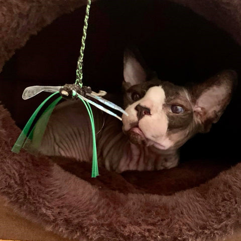 Sphynx cat playing with Cagonfly cat toy