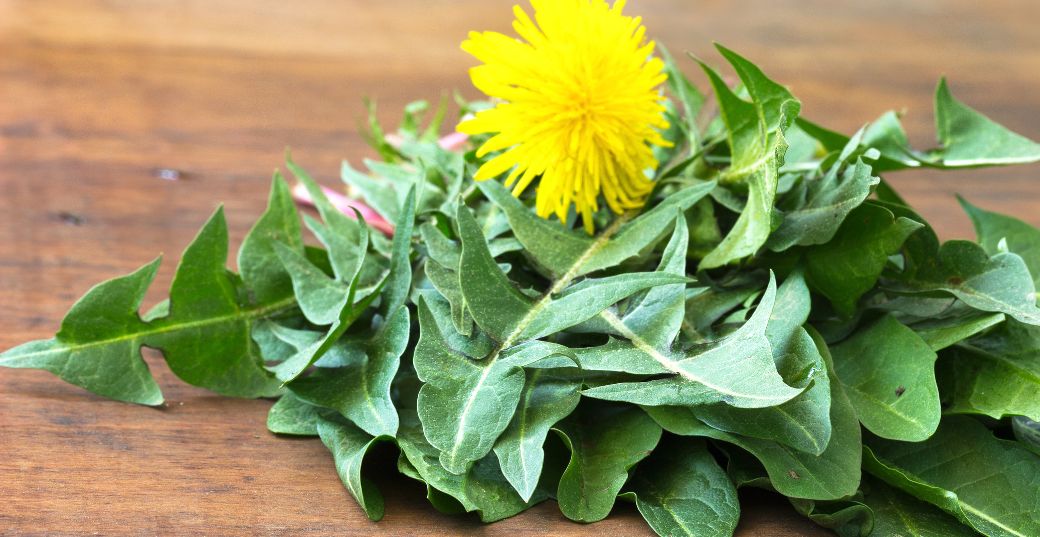 17-remarkable-dandelion-leaf-health-benefits