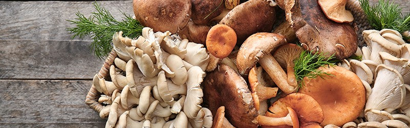 Mushroom stems