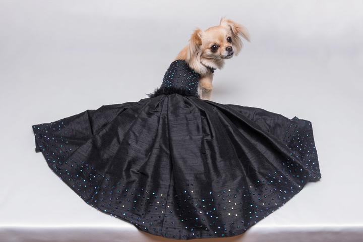 little black dress for dogs