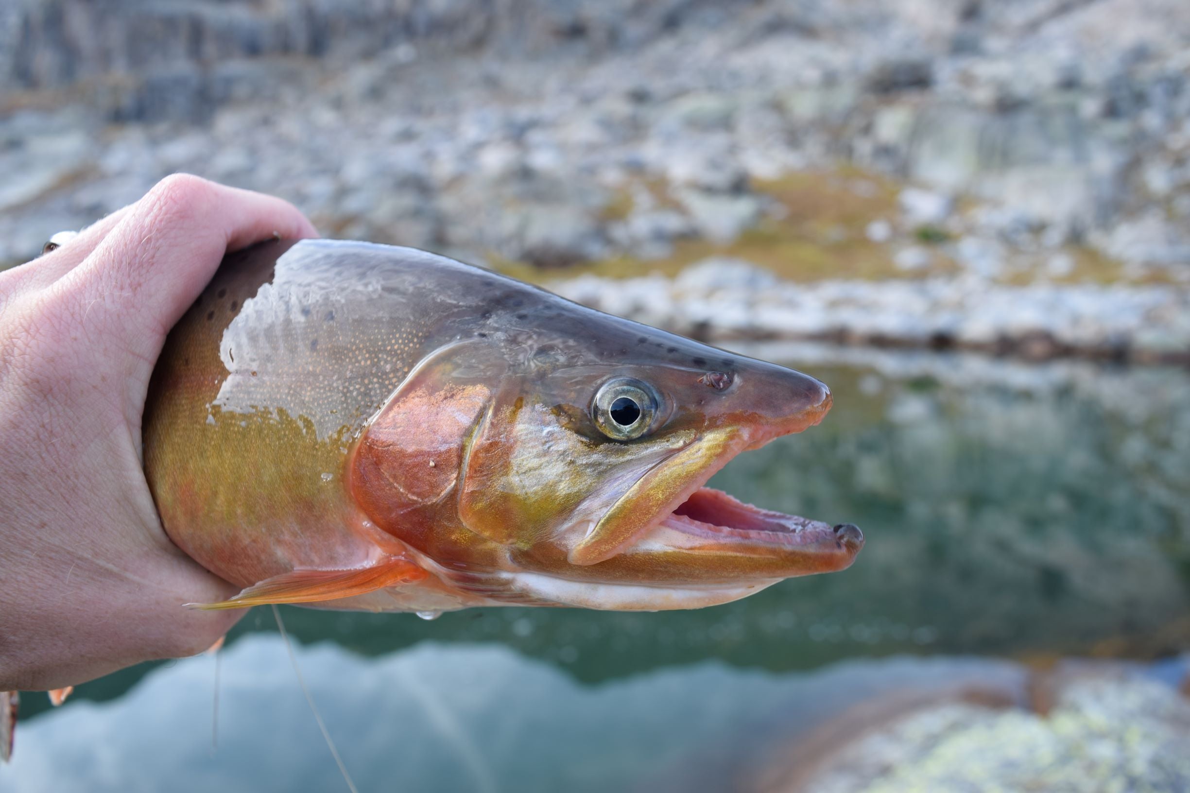 Wyoming Golden Trout