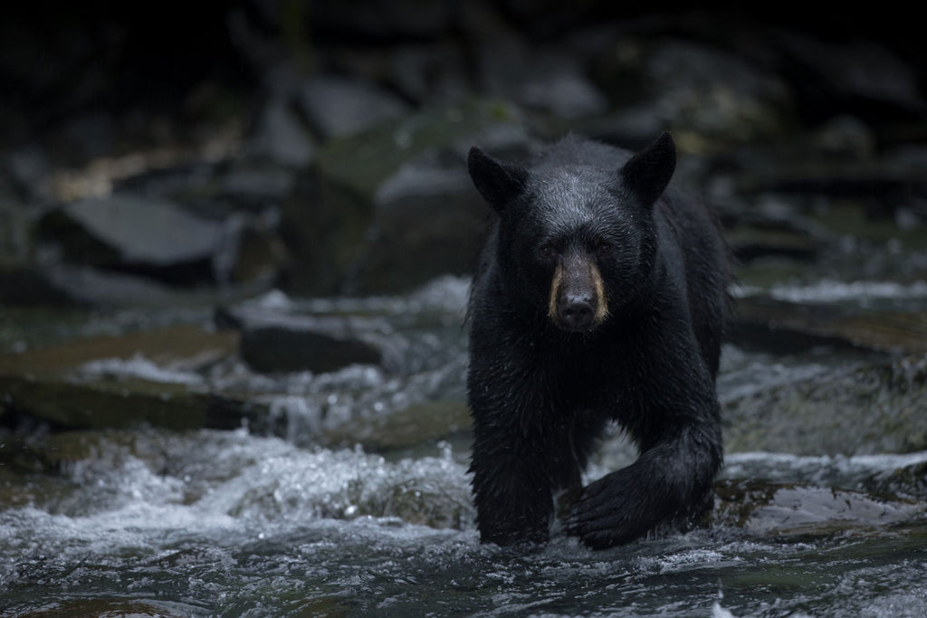 Large Black Bear