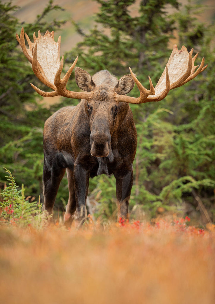 Large Alaska Bull Moose