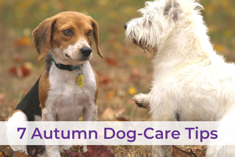 PocoPet Dog Carrier Autumn Pet Care Tips