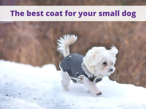 best small dog coat pocoopet