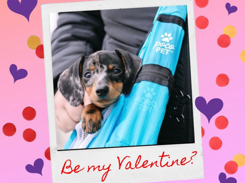 celebrate valentines day with your dog
