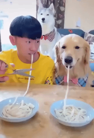 dog and human eating together