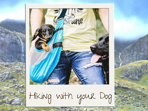 hiking with small dogs - tips & gear
