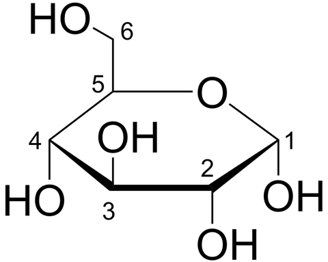 Figure 6 : le glucose, une molécule indispensable pour produire de l'énergie