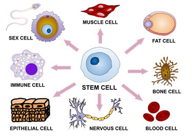 Figure 5 : Différenciation d'une cellule souche