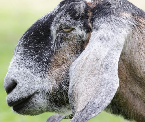 Planet Yum goat milk soap blog picture of a goat waiting to be milked 