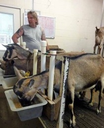 goats being milked Shoalhaven NSW