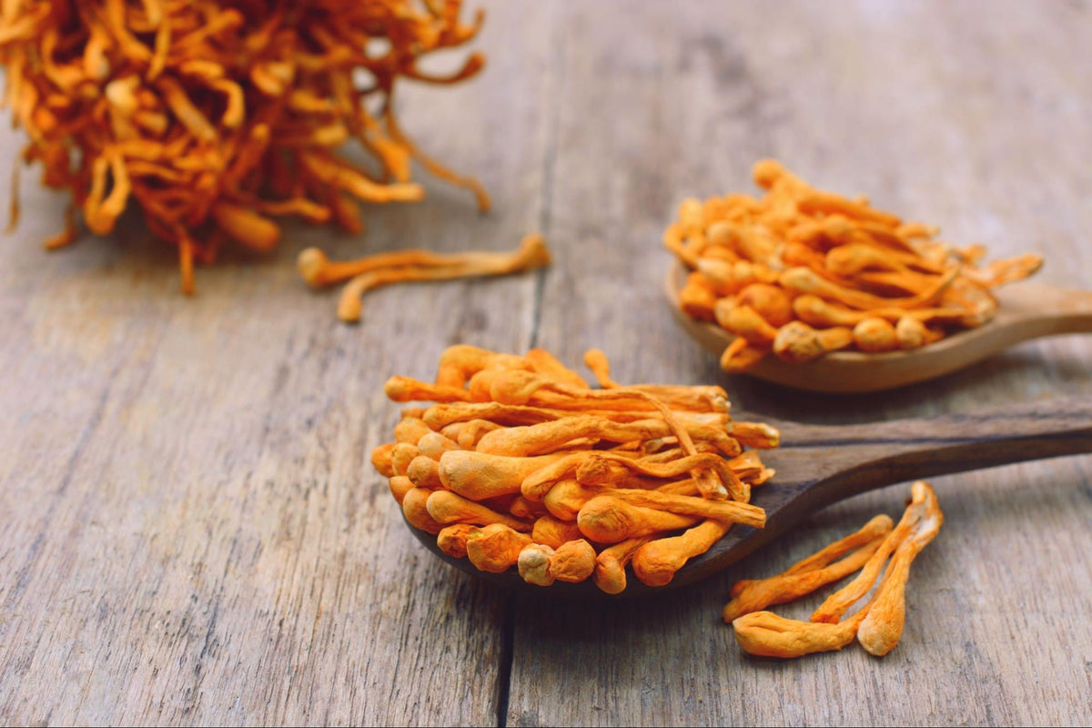 cordyceps sinensis benefits