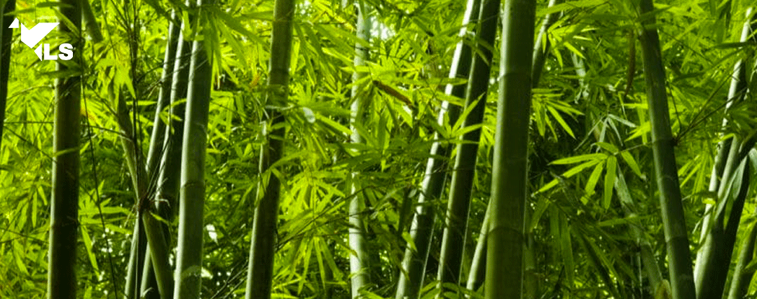 Feuille de Bambou