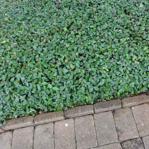 asian jasmine ground cover