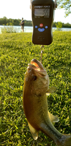 Best Digital Fishing Scale - The Truweigh Blog Fisherman Fish Hanging Scales Caught Fish Being Weighed with Scale