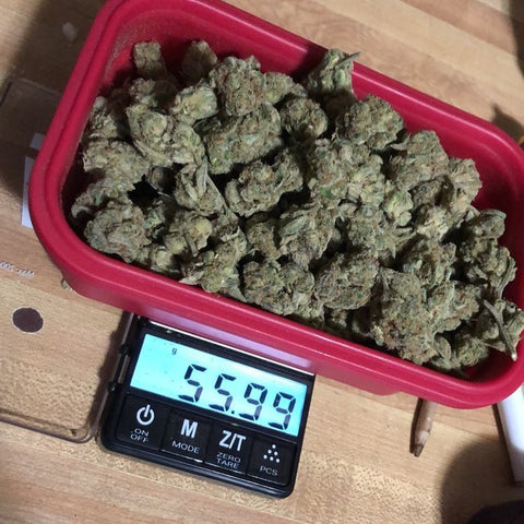 The Truweigh Crimson digital scale is turned on and weighing the full silicone bowl filled with cannabis. The scale reads 55.99g.