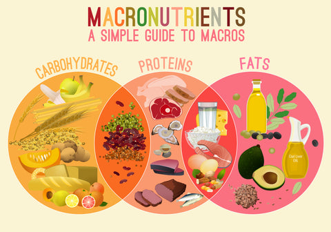 A Simple Guide to Macronutrients Infographic with three overlapping circles. Carbohydrates has grains and fruits, and overlaps with Proteins which has beans and legumes in the overlap. The Protein circle shows meats and seafood, and overlaps with Fats where the overlap shows dairy. The Fats circle has oils, avocado and nuts.