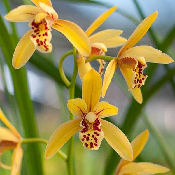 orchid cymbidium plant