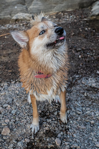 waterproof dog collar 