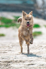 adopted dog running on beach